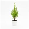 le Georgiche Vivai le Georgiche - Pianta vera di Cupressus macrocarpa Wilma - vaso Ø 10,5 cm