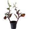 le Georgiche Vivai le Georgiche - Pianta vera di Basella alba Rosebud Spinacio di Malabar - vaso Ø 10,5 cm
