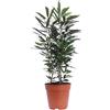 eGarden.store Pianta di Aralia Elegantissima o Plerandra Elegantissima pianta arbustiva ornamentale da arredo interno pianta vera venduta da eGarden.store