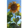 Generico 50 SEMI GIRASOLE GIGANTE semi freschi