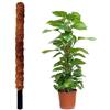 JARDINLIFE Tutor fibra di cocco naturale per piante rampicanti e rampicanti, guida alle radici (60 cm)