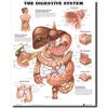 GUDOJK Pittura murale Anatomia Umana Apparato digerente Wall Art Poster su Tela Stampe Pittura Mappa del Corpo Immagini per l'educazione Medica Decorazioni per la casa Giclée-60x80cm