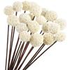 Larber 15 pezzi di Fiori Secchi Naturali Craspedia Billy Balls Bouquet di Fiori Secchi Naturali Craspedia Billy Ball Bouquet di Fiori Secchi Naturali per Composizioni Floreali in Vaso e Tavoli Nuziali