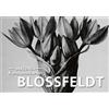 Anaconda Verlag Postkarten-Set Blossfeldt: 18 Kunstpostkarten aus hochwertigem Karton: 89