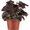 Blumen Eber Heuchera micrantha 'Black Beauty'®, campanella viola 'Black Beauty'®, in vaso da 12 cm a 12 cm
