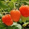 Vivai VALTELLINA LAMPONE ARANCIONE VALENTINA PIANTE DUE ANNI PIANTA PRODUTTIVA VIVAI VALTELLINA