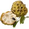 Generico Pianta di ANNONA ATEMOYA - African Pride - in vaso Ø CM 18 - H. pianta 80/100 CM.