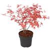 Plant in a Box - Palmatum 'Beni Maiko' - Ao giapponese resistente all'inverno - Vaso 19cm - Altezza 60-70cm