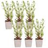 Bloomique - Set di 6 - Gaura lindheimeri - Gaura - Pianta da giardino - Resistente al freddo - Sicura per animali - Altezza 10-20 cm - Vaso 9x9 cm