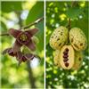 le Georgiche Asimina triloba (Banano di Montagna) [Vaso 1,5 Litri]