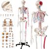 Modello Anatomico Di Scheletro Umano a Grandezza Naturale, Cranio Apribile, Arti