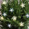 Lights4fun Catena luminosa floreale con fiori blu e bianchi, con LED bianco caldo, con timer da 6 ore, funzionamento a batteria, decorazione primavera, estate, Pasqua, per interni ed esterni