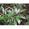 Generic 10 Semi di Mountain Pepper TRN426 (tasmannia lanceolata)
