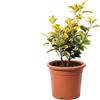 Vivaio di Castelletto Evonimo Euonymus japonicus Aureus pianta da siepe in vaso ø17 cm FOTO REALI Vivaio di Castelletto