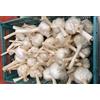 Generico Aglione - 1 conf. da 0,5 kg - teste sfuse di calibro misto - per mangiare o seminare