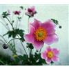 Generic 30 semi-cinesische Anemone, giapponese Fingerhut, Anemone hupehensis