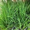 le Georgiche Erba cipollina (Allium schoenoprasum) [Vaso Ø14cm]