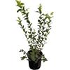 Vivaio Garden Forest, Mirtillo Duke Vaccinium corymbosum - Pianta da frutto autofertile, Maturazione medio-precoce giugno, Bacche dolci medio-grandi, 120-150 cm, Resistente al freddo
