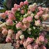 Generic ortensia a pannocchia da balcone recisi Ortensia paniculata d'appartamento rare rampicanti, da giardino roccioso in vaso siepi balcone insoliti 25semi
