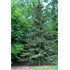 Generic 20 semi di Abete Rosso di Wilson (Picea Wilsonii)