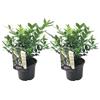 Plant in a Box - Sarcococca Confusa - Set di 2 - Bacche di carne - Fiori bianchi in inverno - Pianta da giardino - Vaso 17cm - Altezza 30-40cm
