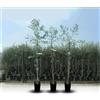 EURO PLANTS VIVAI Olivo Cipressino Pianta da Frutto in Vaso 20 cm, Altezza 140-150 cm, 3 Anni