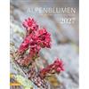 Athesia Tappeiner Verlag Alpenblumen. Kalender 2027: Fiori alpini - Alpine flowers