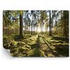 ARTTOR Carta da parati Vinile in TNT Premium Canvas - foresta albero natura - 100x70 cm - Fotomurali Decorazione Murale Moderna Poster gigante XXL Camera da letto - WF3AA100x70-3724