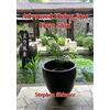 Golden Hoard Press Advanced Flying Star Feng Shui