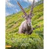 Athesia-Tappeiner Kalender Tiere der Alpen. Kalender 2027: Animali delle Alpi - Alpine animals