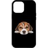 Beagle Puppy Lover PS Custodia per iPhone 12 Pro Max Ritratto del cane del viso del primo piano del cucciolo di Beagle del bambino