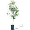 Generico Pianta di Kumquat o Mandarino Cinese - Immagine reale