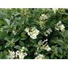 Vivaio di Castelletto Ligustro a foglie ovali Ligustrum Ovalifolium pianta da siepe in vaso ø18 cm h 120/160 cm Vivaio di Castelletto