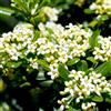 Vivaio di Castelletto Pitosforo Pittosporum tobira pianta da siepe sempreverde in vaso bio ø12 cm h 30/40 cm Vivaio di Castelletto