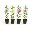 Exotenherz Piante da arrampicata - Passiflora Rainbow - Set da 4 - Vaso da 11 cm