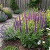 Bloomique - Set di 6 - Salvia Ostfriesland - Salvia - Resistente all'inverno - Perenne - Amica delle api - Altezza 10-20 cm - Vaso 9 cm