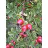 HERBOPLANET Srl MSA ROSA CANINA 50 ML