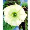 Knopf Georgia O'Keeffe: One Hundred Flowers