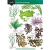 Field Studies Council A Key to Common Seaweeds: No. 58