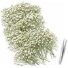 ACKKOR, 130 fiori secchi di Gypsophila con pinzetta, natura reale, fiori pressati per arte in resina, fai da te, creazione di carte, decorazioni torta di matrimonio (Bianco)