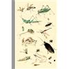 CREATESPACE Insects Illustrations Journal Entomology Biology: Bugs Asian Japanese Drawing 19th Century Vintage Art Journal Artsy Gift Composition Notebook, Lined Paper, 150 Pages, 6x9 (15.24 x 22.86 cm)