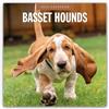 Red Robin Publishing Ltd. Basset Hounds 2026 Square Wall Calendar