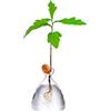 Maveite Acorn Tree Growing Vase Ghianda Seed Germogliare Starter Planter Kit Hydroponics Terrari Pot Deco Glass Propagazione Vasi Giardinaggio Chirstmas Regali per Lei