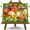 EURO PLANTS VIVAI Albicocco Pisana pianta da frutto autofertile età 2 anni