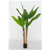 LIGUORO SHOP Pianta Artificiale di Banano con Corteccia Naturale, Foglie in PVC, Varie Misure, per Interni Residenziali e Commerciali (Chiquita 150 cm - 2 tronchi)