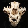 LBYLYH Teschio di Orso Polare Sta Teschio Fossile Falso Modello Dell'Osso Resina Artigianato Decorazione della