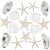 Fangoo 16 Pezzi 7-10cm Naturale Stelle Marine Conchiglie Decorazione Spiaggia Conchiglie Stelle Marine Artigianato per la Pittura DIY Decorazione Matrimonio Spiaggia Bianco Decorazione di Natale