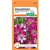 Samen Pfann J655 Cosmea rosso-bianco (semi di cosmea)