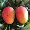 Vivai Decandia Giovanni PIANTA DA FRUTTO TROPICALE Compatible with MANGO GLENN in vaso 20 età 2/3 anni (foto reali)