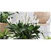 Generico Lo spatifillo (Spathiphyllum) 1 pianta vera. Made in Italy Terre di Romagna